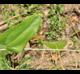 Smilax glauca