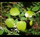 Smilax rotundifolia