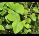 Smilax rotundifolia