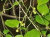 Smilax rotundifolia