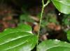 Smilax tamnoides