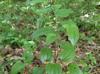 Smilax tamnoides