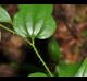 Smilax tamnoides