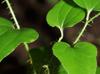 Smilax tamnoides
