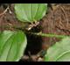 Smilax tamnoides