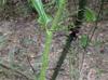 Smilax tamnoides