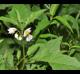 Solanum carolinense