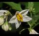 Solanum carolinense