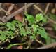 Solanum ptychanthum