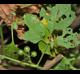 Solanum ptychanthum