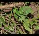 Solanum ptychanthum