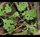 Solanum ptychanthum