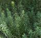 Solidago altissima