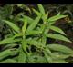Solidago altissima