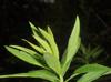 Solidago altissima