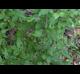 Solidago rugosa