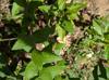 Solidago rugosa