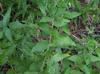 Solidago rugosa