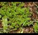 Soliva sessilis
