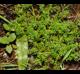 Soliva sessilis
