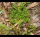 Soliva sessilis
