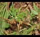 Stylosanthes biflora