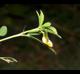 Stylosanthes biflora