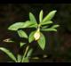 Stylosanthes biflora