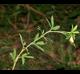 Stylosanthes biflora
