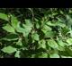 Styrax americanus