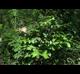 Styrax americanus