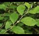 Styrax americanus
