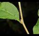 Styrax americanus