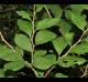 Styrax americanus