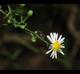 Symphyotrichum lateriflorum