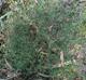 Symphyotrichum lateriflorum