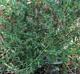 Symphyotrichum lateriflorum