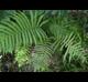 Thelypteris kunthii