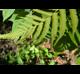 Thelypteris kunthii