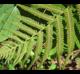 Thelypteris kunthii