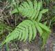 Thelypteris kunthii