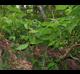 Toxicodendron radicans