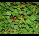Toxicodendron radicans