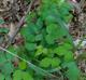 Toxicodendron radicans