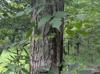 Toxicodendron radicans