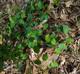 Trachelospermum difforme