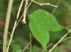 Trachelospermum difforme