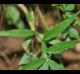 Trachelospermum difforme