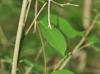 Trachelospermum difforme