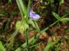 Tradescantia hirsutiflora